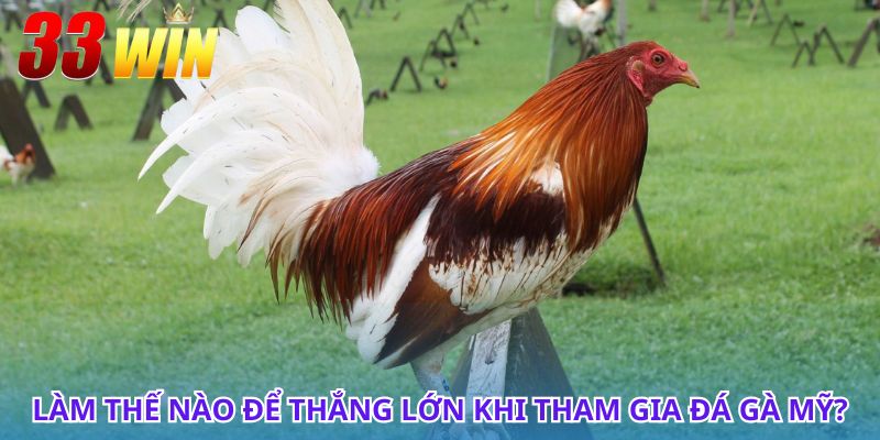 Đá Gà Mỹ - Thống Kê Các Giống Gà Và Luật Chơi Cho Kê Thủ 2 Bí quyết chọn giống gà chuẩn khi chơi đá gà Mỹ