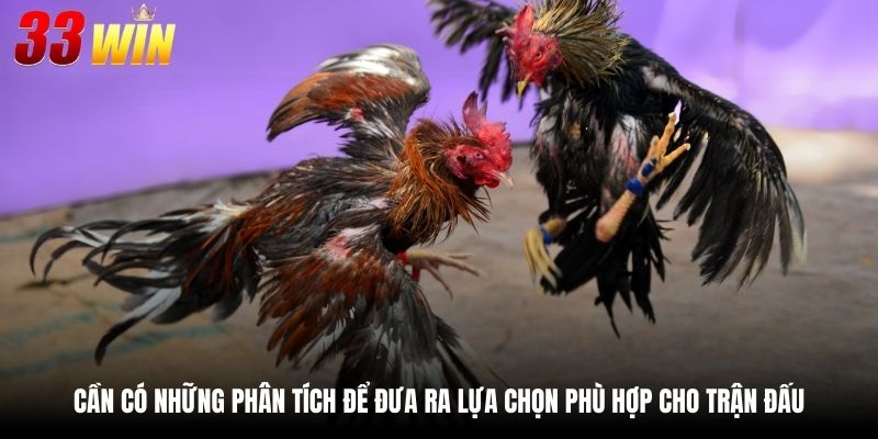 Màu Mạng Gà Đá - Lựa Chọn Chiến Kê Từ Chuyên Gia 3 Cần có những phân tích để đưa ra lựa chọn phù hợp cho trận đấu