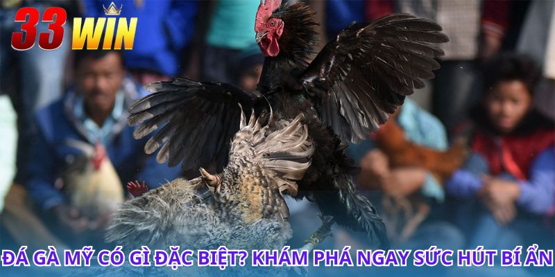Đá Gà Mỹ - Thống Kê Các Giống Gà Và Luật Chơi Cho Kê Thủ 4 Đá gà Mỹ và những trận đấu mãn nhãn không thể bỏ lỡ
