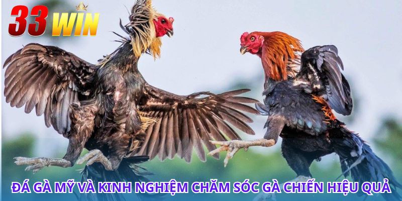 Đá Gà Mỹ - Thống Kê Các Giống Gà Và Luật Chơi Cho Kê Thủ 3 Tìm hiểu đá gà Mỹ và cách nhận biết gà chiến đỉnh cao